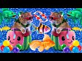 Oeufs colors poisson surprise marble run rush chat koi serpent poisson rouge ttra tortue