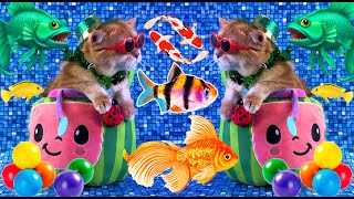 Colorful eggs fish surprise, Marble Run Rush, cat, koi, snake, goldfish, tetra, turtle