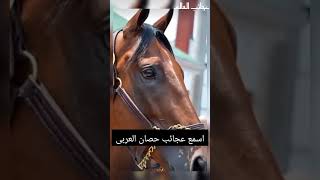 اسمع عجائب احصان ال عربياحصان_عربيعجائب خيل مسابقات