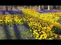 Tulip festival in Istanbul- Turkey #travel #istanbul #tulipfestival #turkey #thổnhĩkỳ 