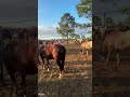 2026 Great Florida Cattle Drive preparations underway