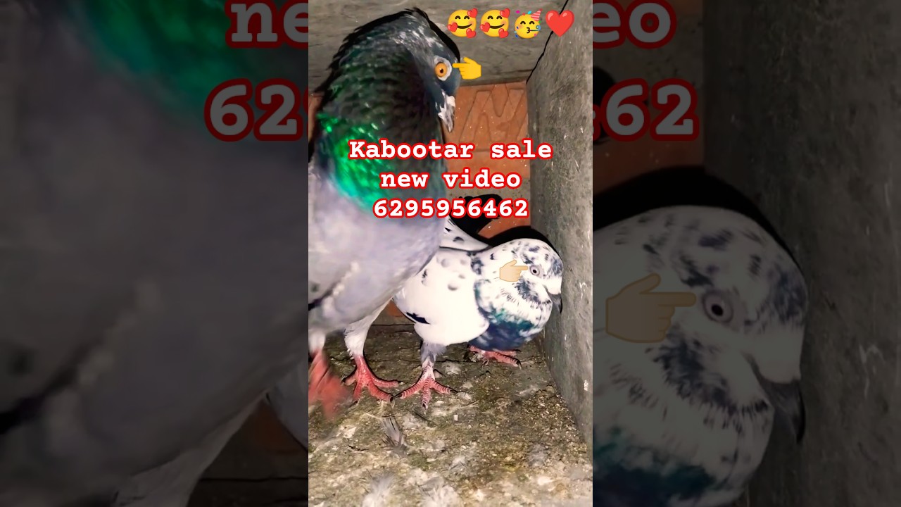 Kabutar sale new video 