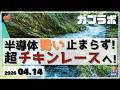 【カブラボ】4/14 半導体の勢い 止まらず！ 日本株も超チキンレースへ！