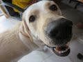 【雨で散歩に行けない。　白い犬】ラブラドールレトリバーと家族のリアルな暮らし。　＃Labrador Retriever Lifestyle 　2022年8月16日2022年8月17日