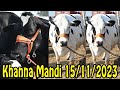 Khanna Mandi Punjab INDIA II Holstein cow for sale