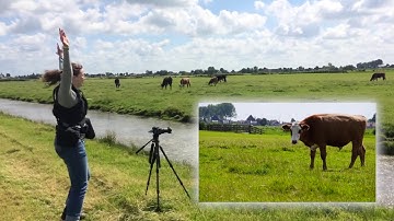 Digital Content Creation - Video Assignment (2017)