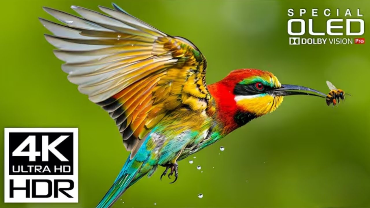 OLED TEST DEMO || 8K VIDEO Ultra HD 