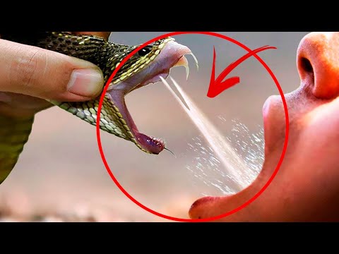 Videó: Mennyire mérgező egy monoklis kobra?