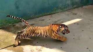 Cuban zoo welcomes birth of Bengal tiger cubs