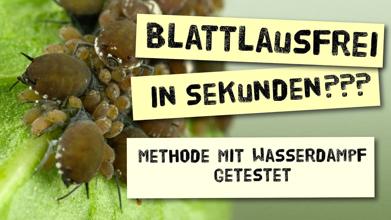 Blattlausfrei in Sekunden??? Biologische Methode mit Wasserdampf getestet