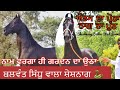 Stallion Shesh Naag Owned By Famous Marwari Breeder Balwant Sidhu (Sidhu Stud Farm )