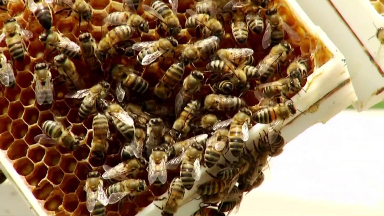 Բանաձև, Մի կաթիլ մեղրի գինը, 05.06.16