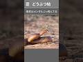 毒蛇に噛まれて数時間後