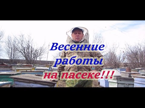Плановые весенние работы на пасеке, чистка дна, формирование гнезда светло коричневыми сотами.