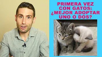 ¿Es mejor adoptar 1 gatito o 2?