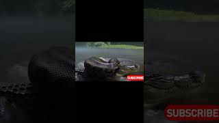Famous watch till end #python #crocodile #scary #shorts Profile
