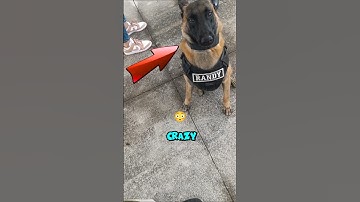 K9 Unit Show Cuteness During Duty🐶🥰