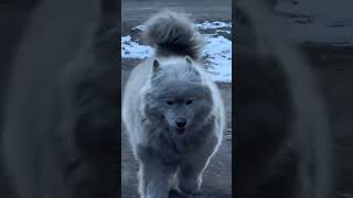 Heartwarming Samoyed Surprise at Auto Repair Shop