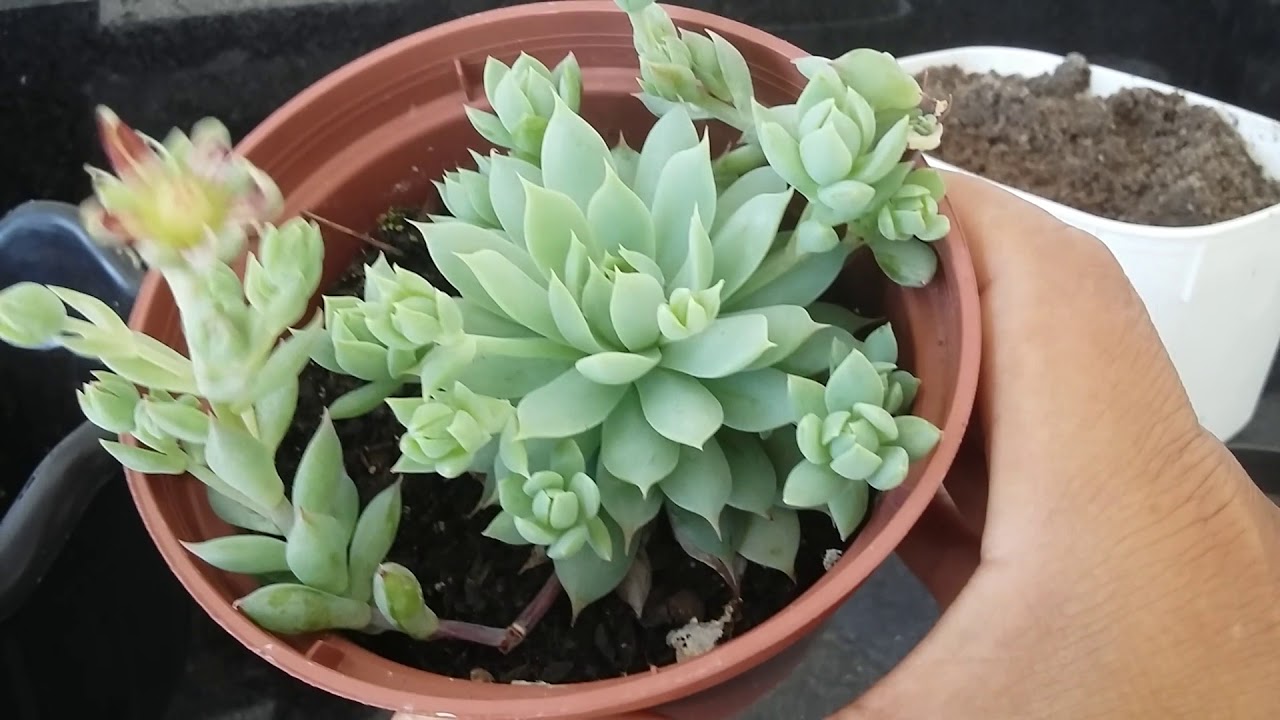 Como plantar suculenta. Vamos aprender?