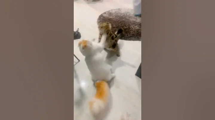 Video 10800201: persian cat fight