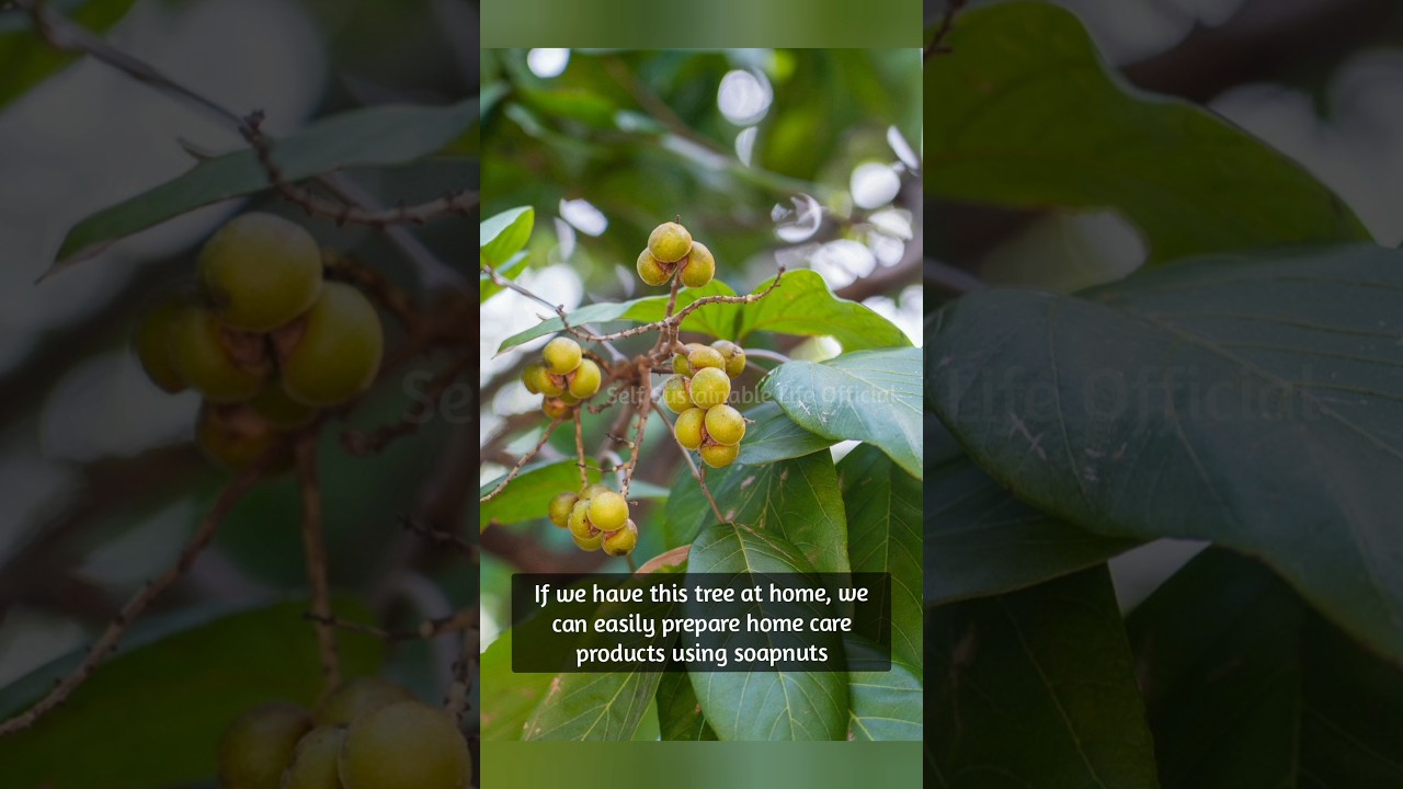 Invest on Soapnut trees | South Indian variety 