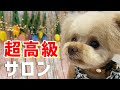 トリミングに行ったら可愛さと引き換えに財布が空になりました【トイプードル】