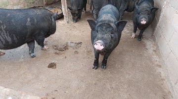 qhia ua kav tsawb pub npua noj