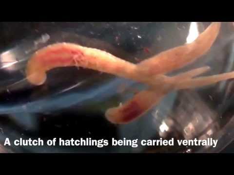 Helobdella - A Leech With Parental Care