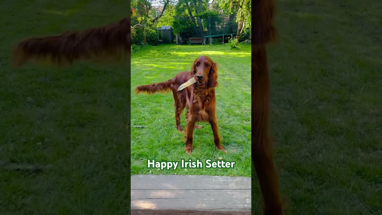 Happy Irish Setter doing a little pirouette for joy 😀 