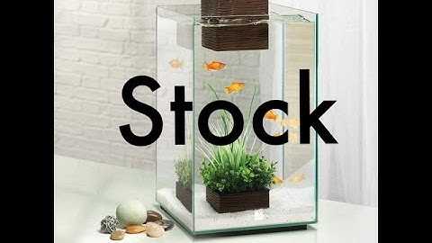 Fluval Chi Tank Setup | Stock | New fish #3