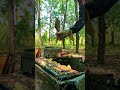 Beekeeping Life 🐝 | Inside the Hive &amp; Honey Production #Shorts