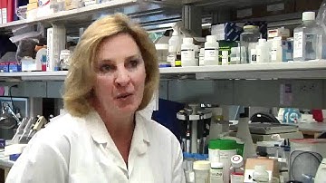 Young stem cells make rapidly aging mice live longer and healthier