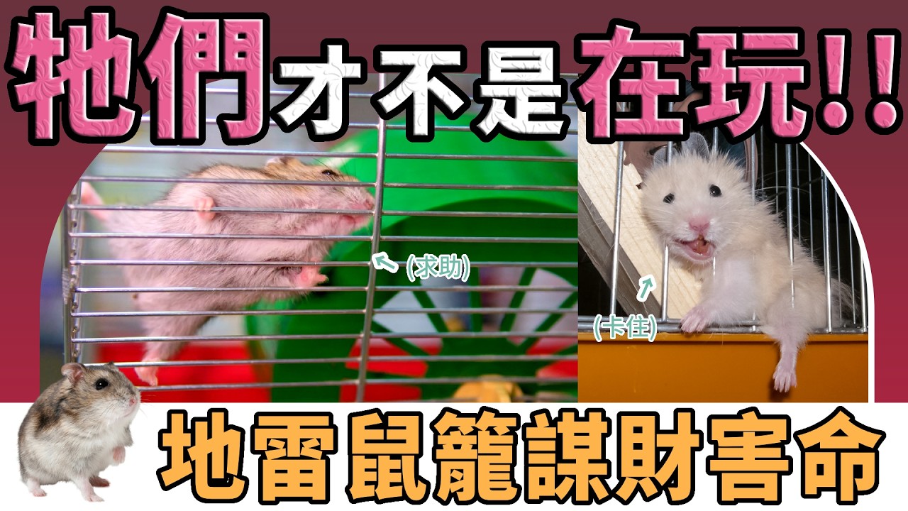 【不踩雷養鼠攻略】如何選擇倉鼠的籠子？選鼠籠教學！小心你的鼠籠是地雷!？揭露鼠鼠「練特技」背後的致命陷阱！｜愛鼠協會