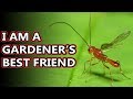 Parasitic Wasp facts: they're everywhere! | Animal Fact Files