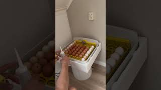 تجربة تفقيص البيض في هولندا 🐣🇳🇱