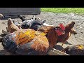 Pinakawalan Namin Ang Aming Mga Manok Sa Gulayan