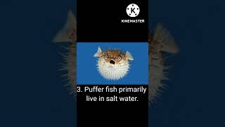 6 Interesting facts about puffer fish #shorts @interestingfacts #facts #pufferfish