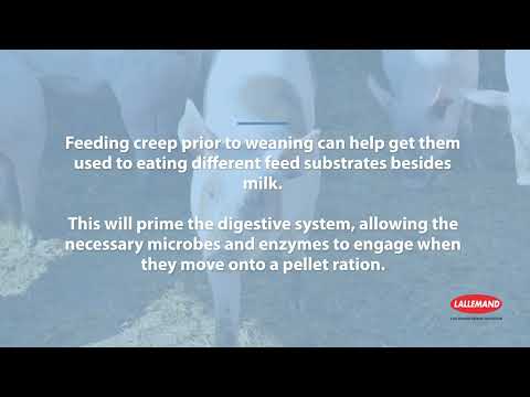 How To Get Rid Of Diarrhea In Baby Pigs