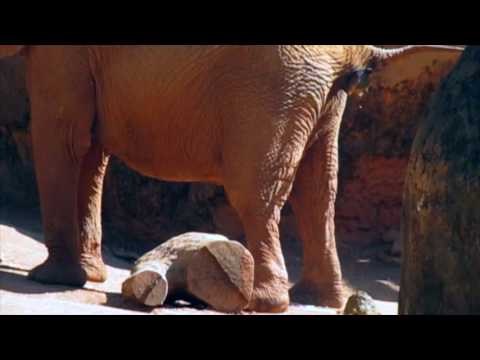 Video Elephant pooping