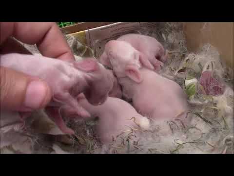 Baby rabbit gets some help feeding for a big belly