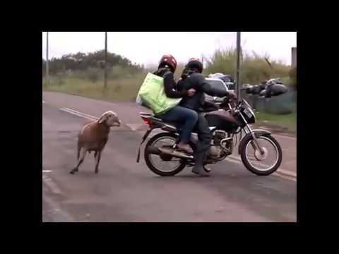 გიჟი თხა / giji txa ნახეთ მაგარია :D