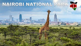 Inside the World's ONLY National Park in a City  | Things to do in Nairobi, Kenya.