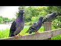 柵で寝るハト。公園の鳥を調査しよう!