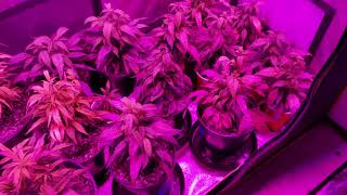 The cannabis grow episode 20