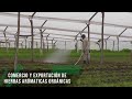 Comercio y exportación de hierbas aromáticas orgánicas - TvAgro por Juan Gonzalo Angel Restrepo