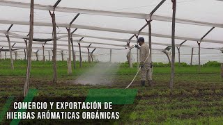 Comercio y exportación de hierbas aromáticas orgánicas - TvAgro por Juan Gonzalo Angel Restrepo