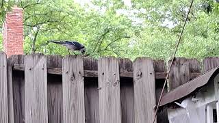 51324. blue Jay captures baby dove