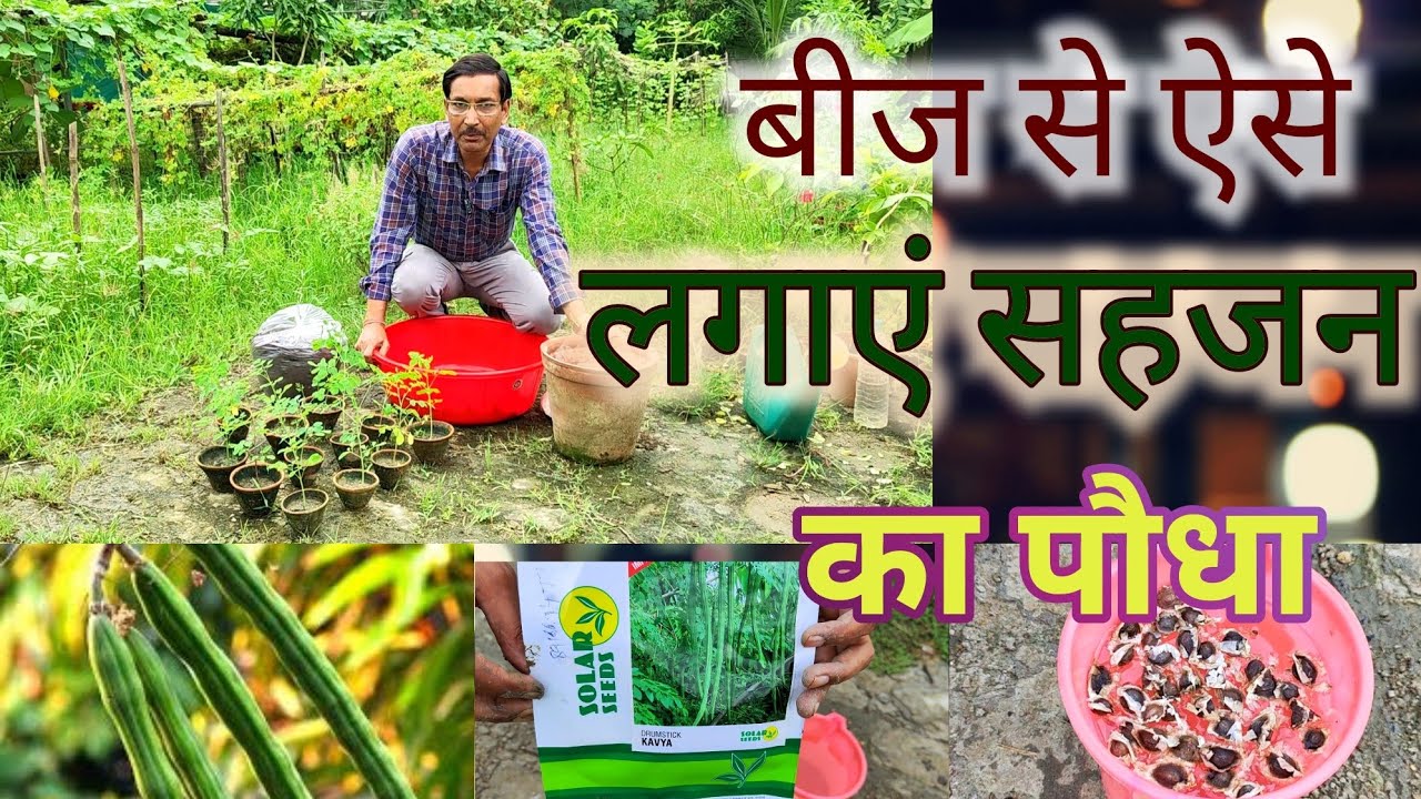 बीज से ऐसे लगाएं सहजन या मोरिंगा का पेड़, इतना गुणकारी पेड़ आपको धरती में कहीं नहीं मिलेगा Moringa