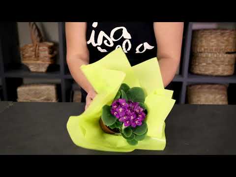 Vídeo: Embrulhando plantas para presentear – Como embrulhar um vaso de plantas para alguém especial