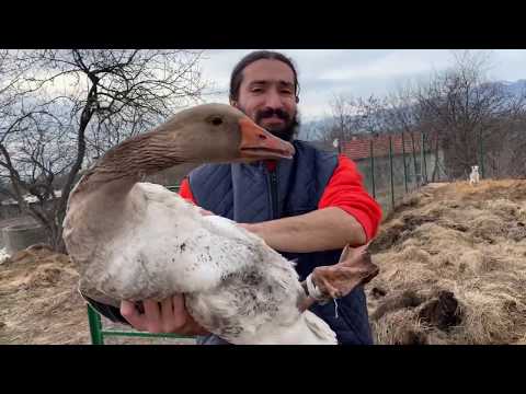 Видео: Домашни гъски. Отглеждане на домашни гъски